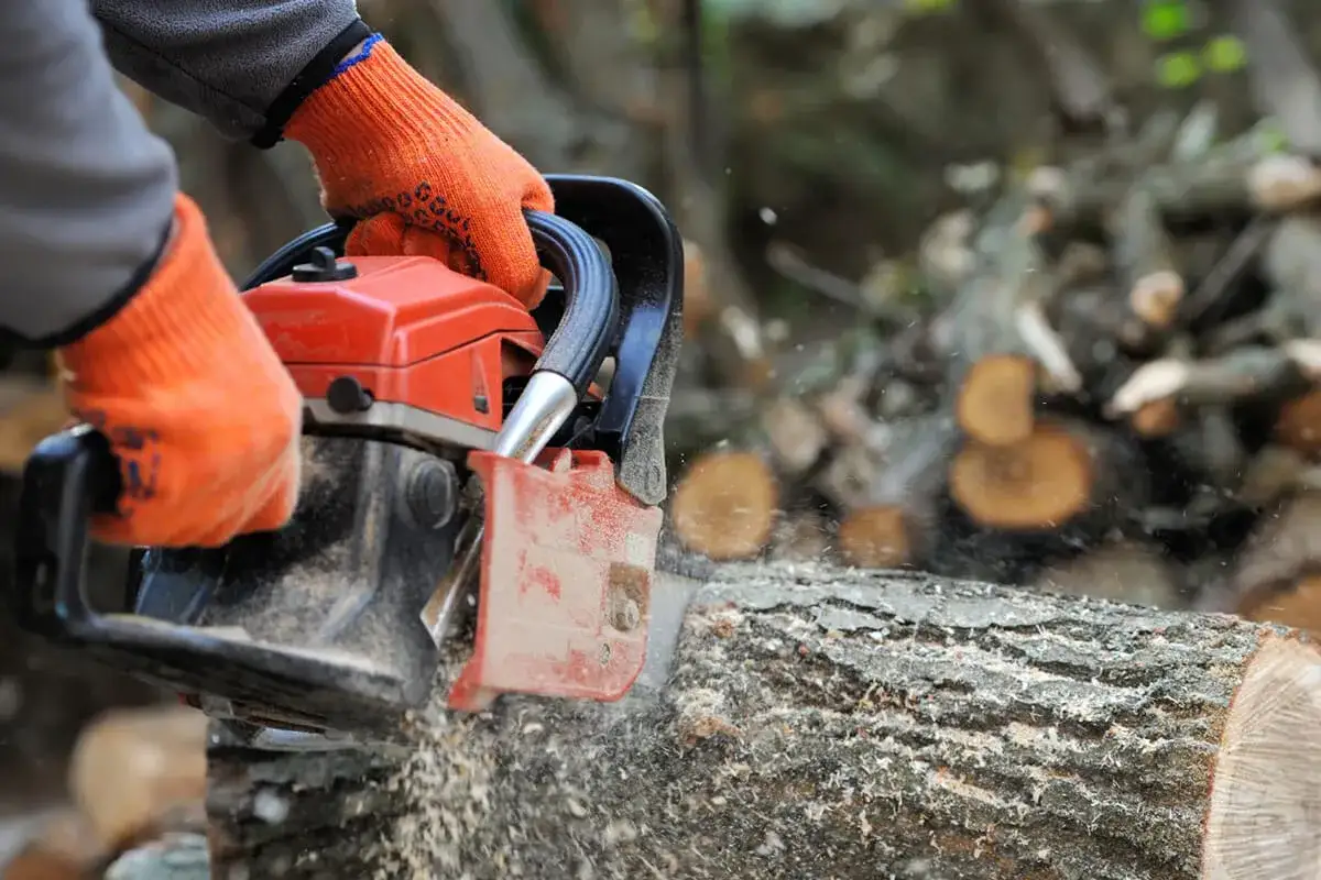 Wycinka drzew od kiedy jest dozwolona? Sprawdź ważne informacje