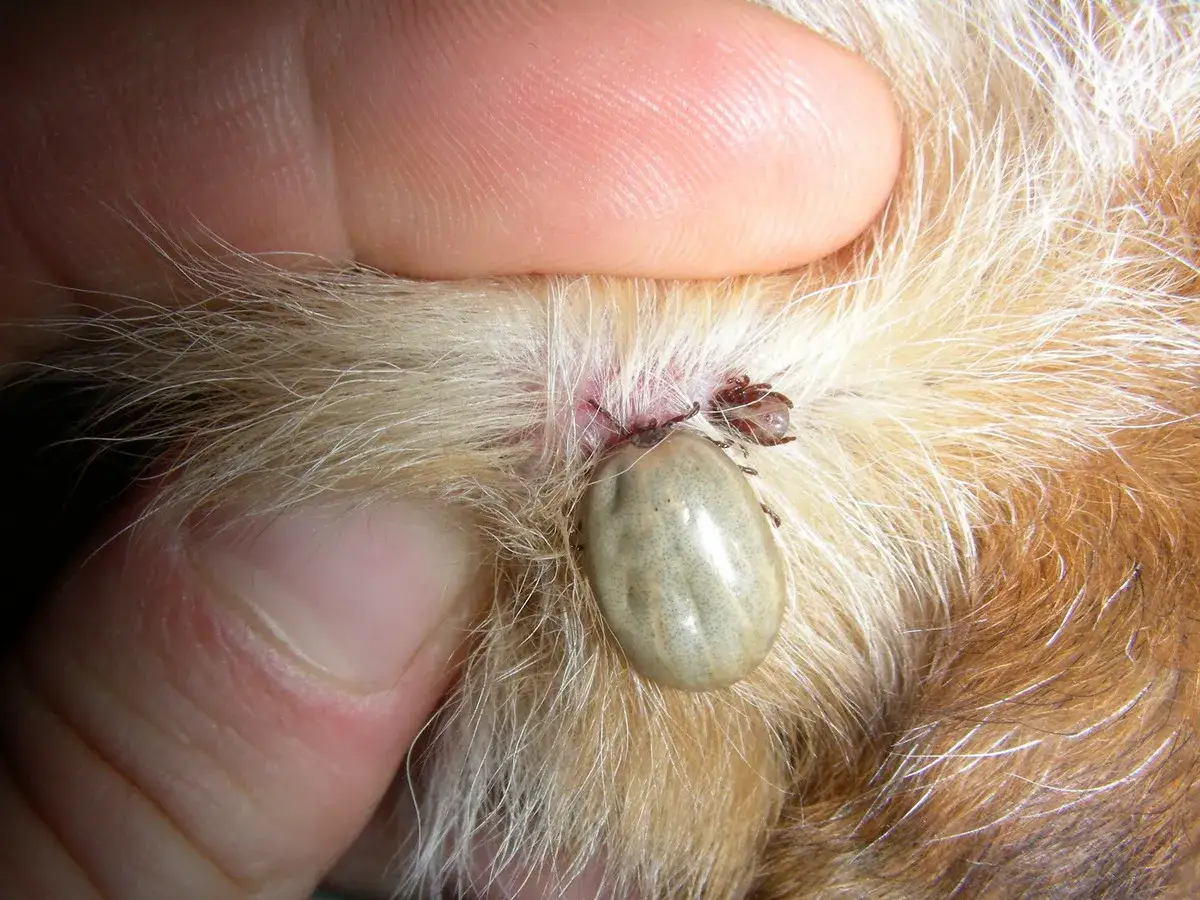 Kleszcz odpadł od psa? Rozpoznaj napitego i chroń pupila!