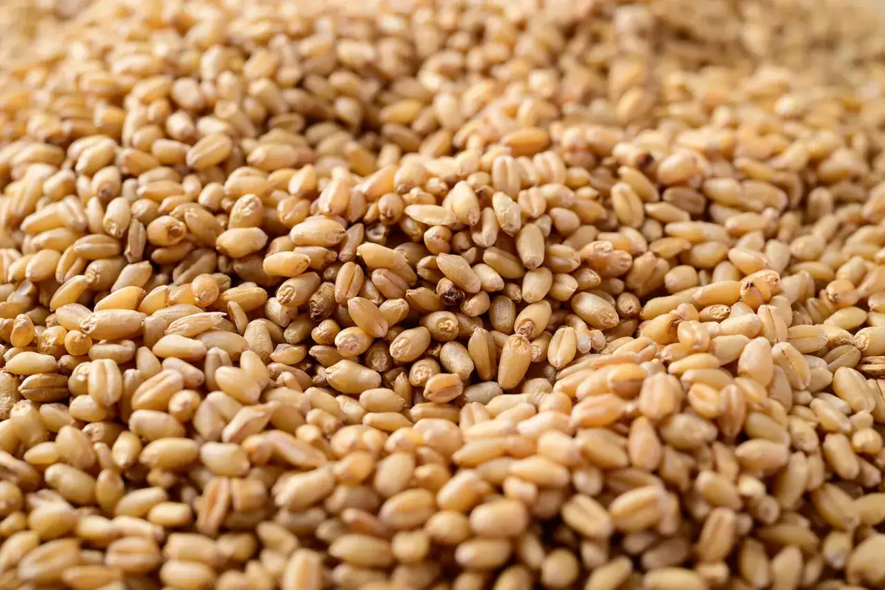 Zbliżenie na ziarna pszenicy, idealne do przygotowania przynęty. Dowiedz się, jak ugotować pszenicę na ryby, by zwiększyć swoje szanse na udany połów.