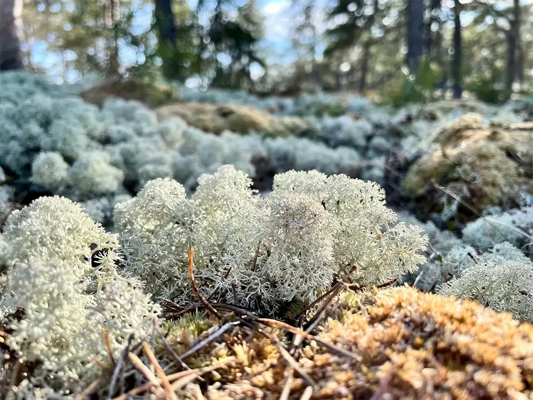 Jak dbać o mech dekoracyjny, aby zawsze wyglądał świeżo i zdrowo