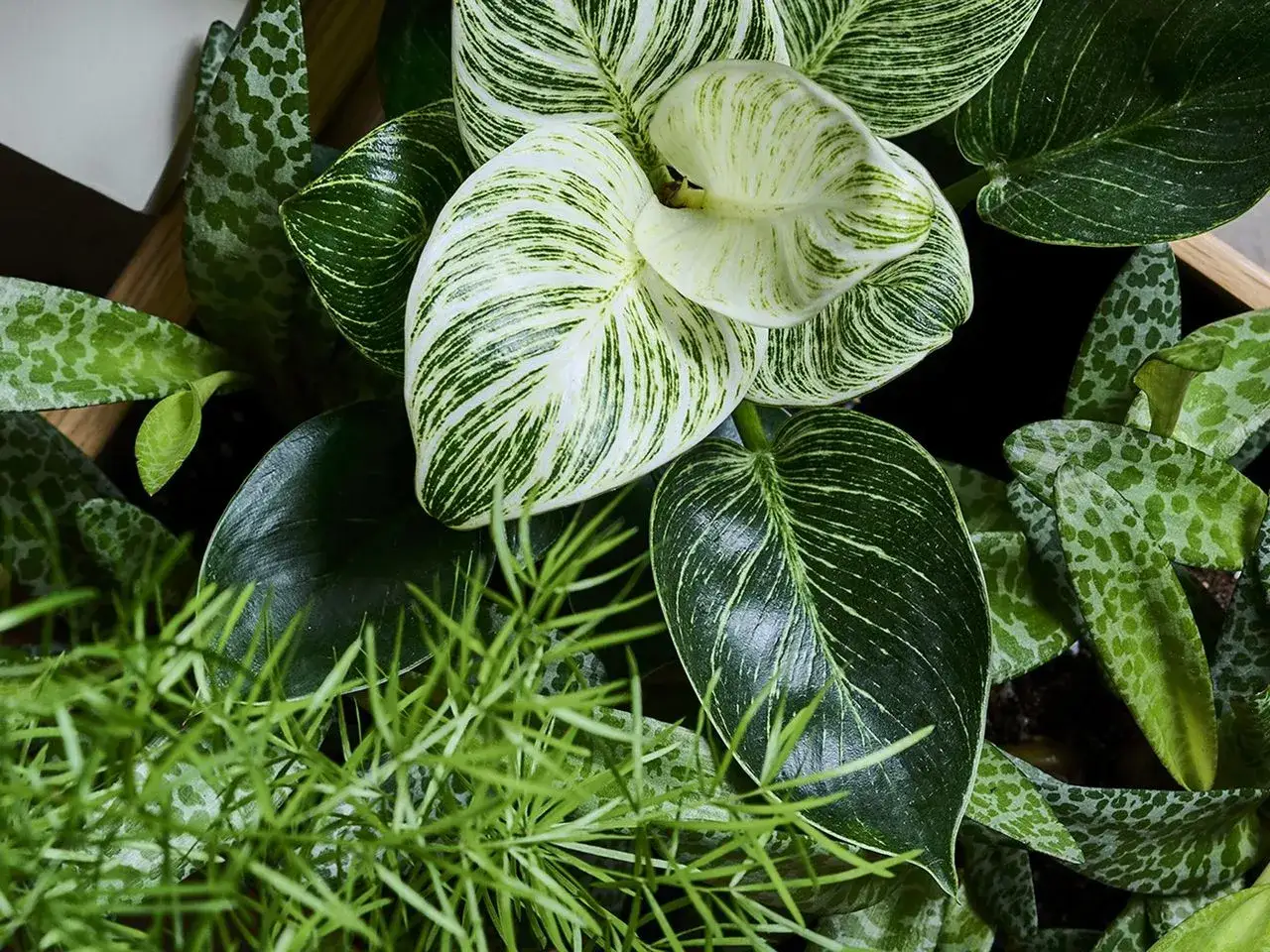 Jak myć liście kwiatów, by błyszczały? Sprawdzone domowe triki