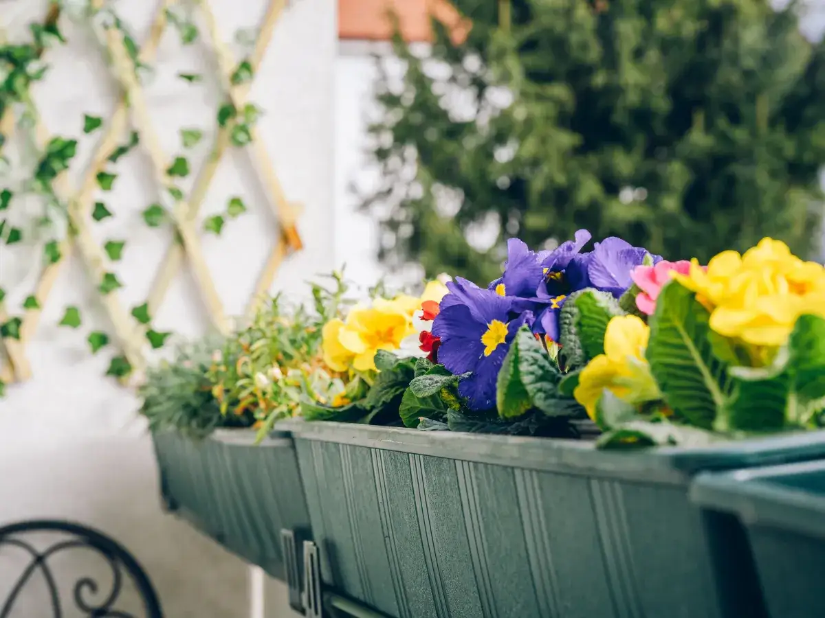 Jak długo kwitnie prymulka? Przedłuż jej życie w domu i ogrodzie!