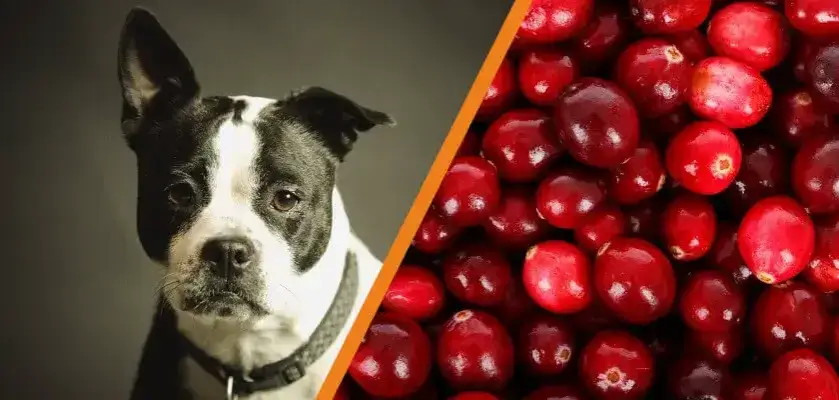 Czy pies może jeść suszoną żurawinę? Bezpieczne porady i ryzyka