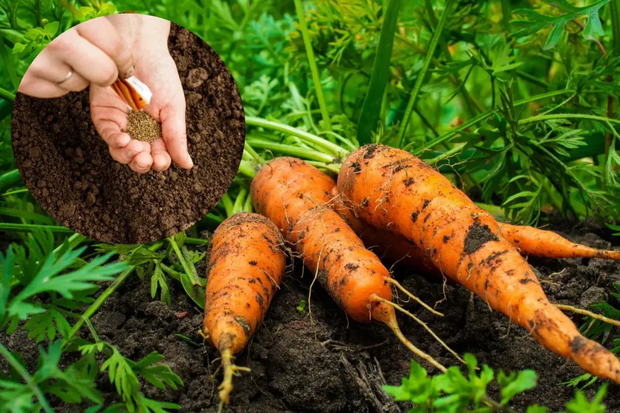 Ręka rozsypuje nasiona marchwi, pokazując, jak siać marchew do gruntu. W tle dojrzewają pomarańczowe korzenie.