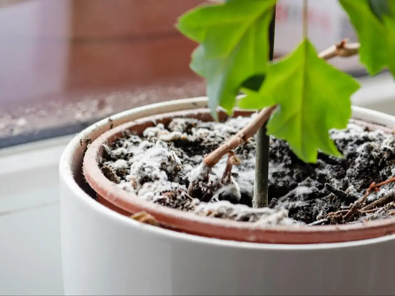 Fusy z kawy na pleśń w doniczce, biały nalot pokrywa ziemię wokół łodygi rośliny.