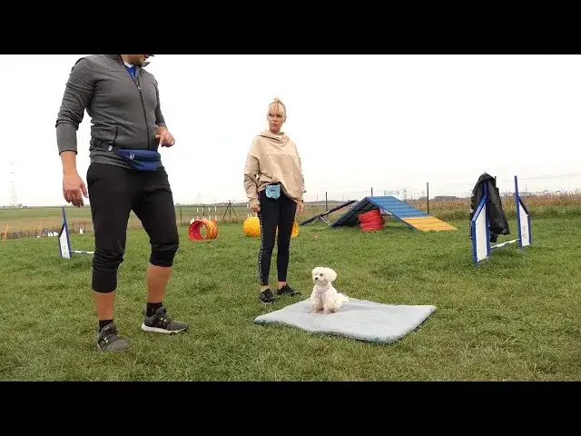 Jak wytresować maltańczyka: skuteczne metody i najczęstsze błędy