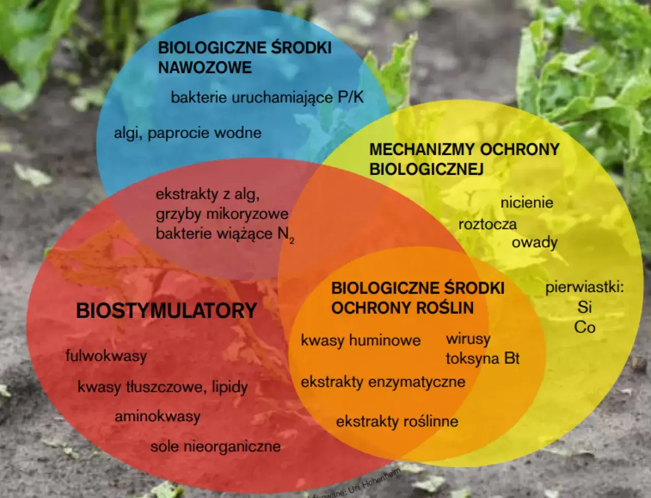 Wyjaśnij OZE: Od definicji po dotacje Twój przewodnik