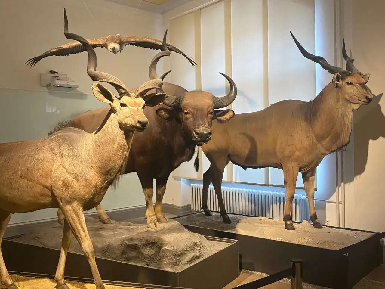 W muzeum historii naturalnej Berlin podziwiać można wypchane zwierzęta: antylopę, bawoła i orła w locie.