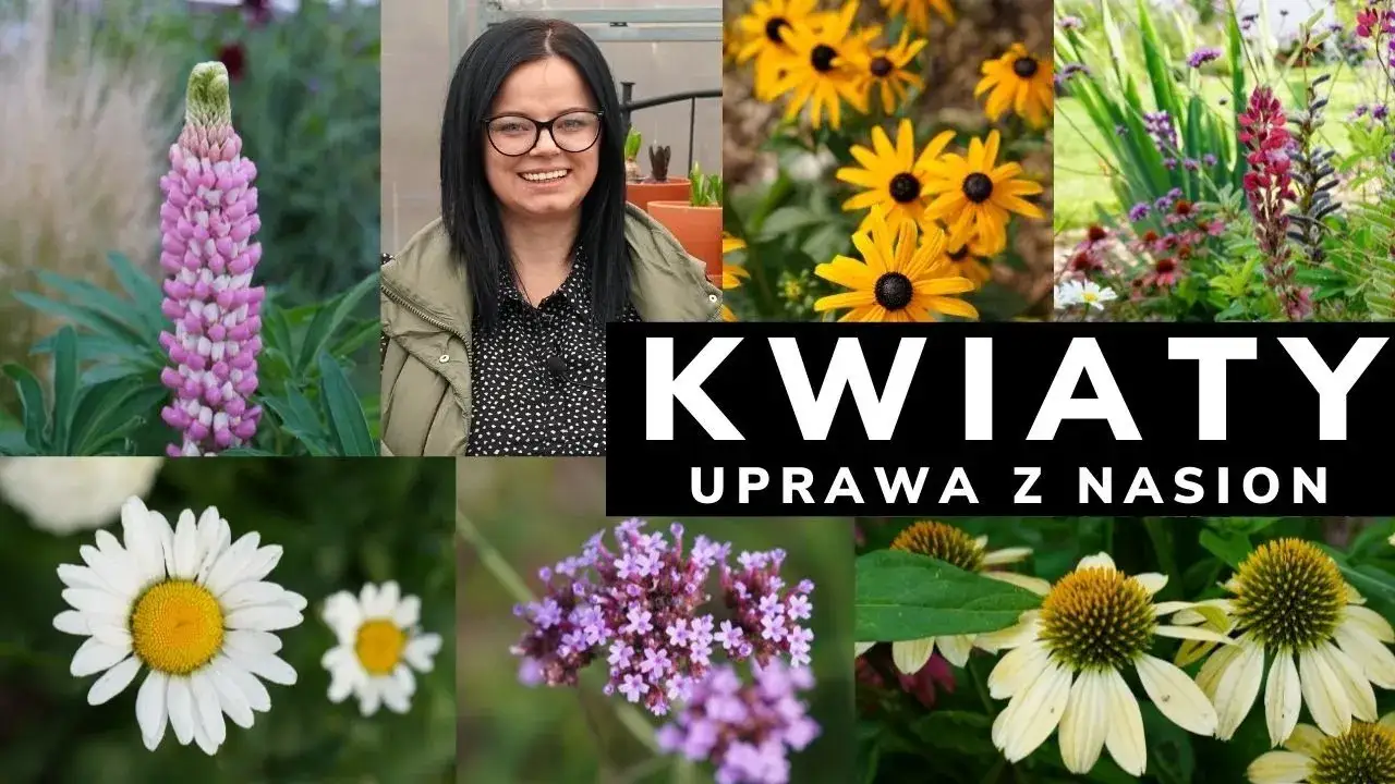 Kiedy siać kwiaty wieloletnie, aby uniknąć nieudanych plonów?