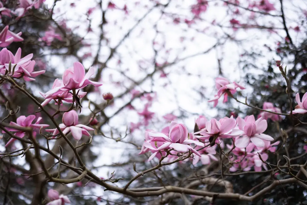 Delikatne, różowe kwiaty magnolii rozkwitają na gałęziach, zapowiadając wiosnę.