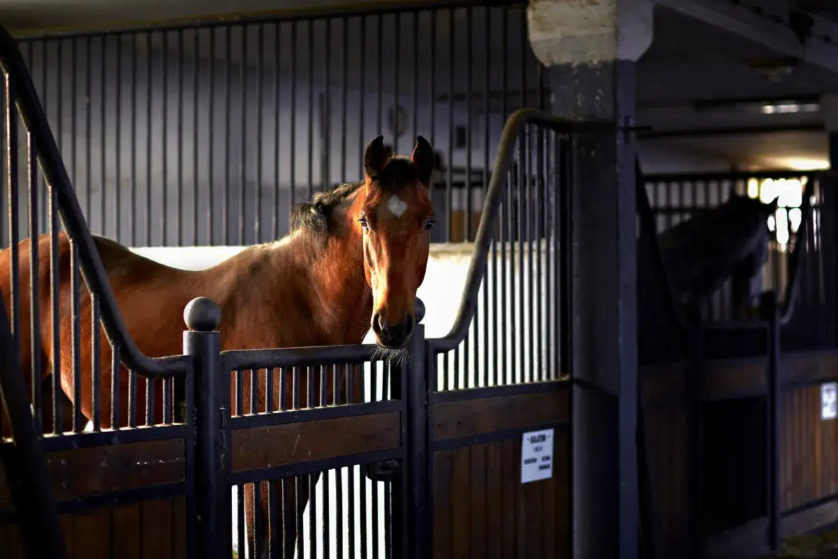 Stadnina koni Bytom: Wybierz idealną! Ceny, porady, jak zacząć?