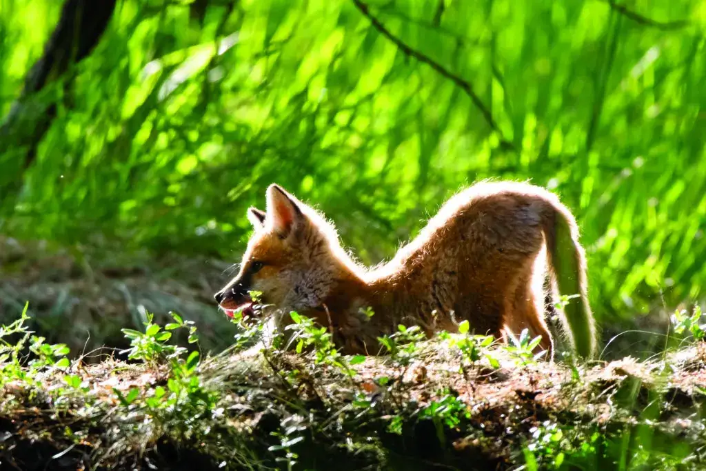 Rezerwaty przyrody Mazowieckie - odkryj piękno natury w regionie
