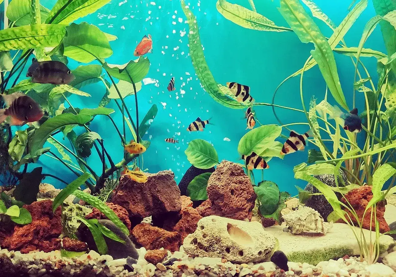 Jakie ryby akwariowe łączyć? Uniknij błędów, stwórz harmonię