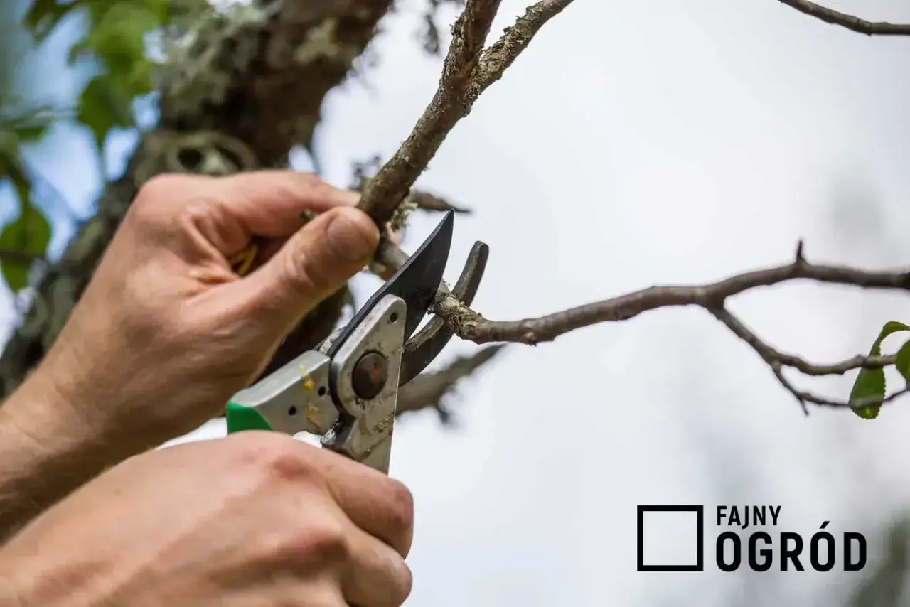 Jak przycinać grusze? Poradnik krok po kroku dla obfitych plonów