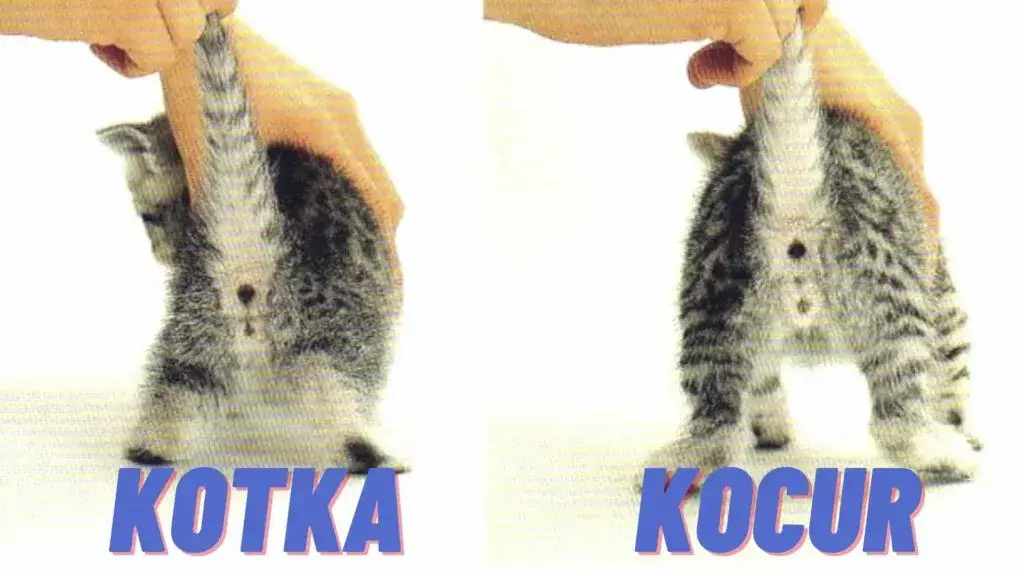 Jak rozpoznać małego kota od kotki – proste sposoby na pewność