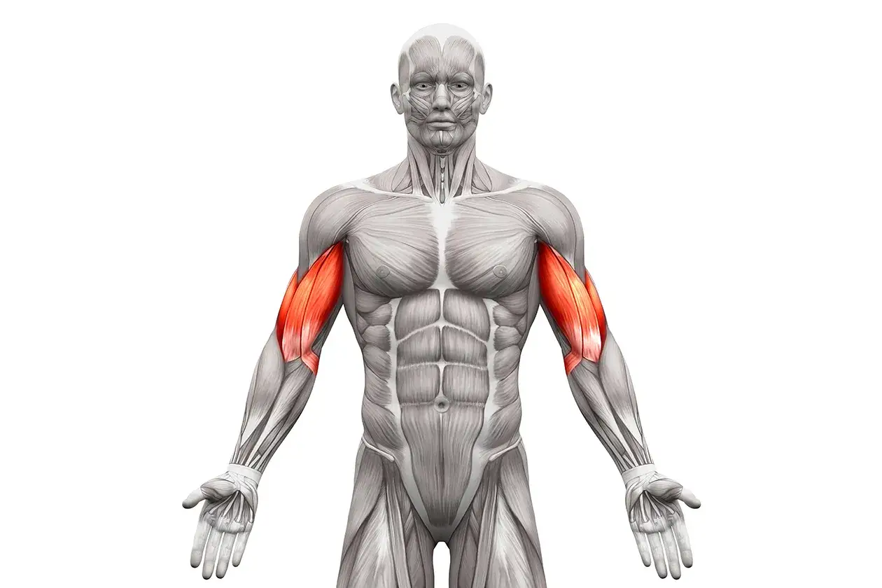 Jak rozciągać biceps? Uniknij 5 błędów i zyskaj siłę!