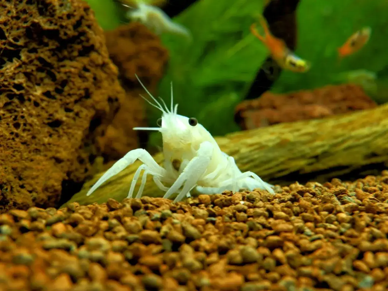 Akwarium bez ryb? Odkryj świat krewetek, ślimaków i płazów!