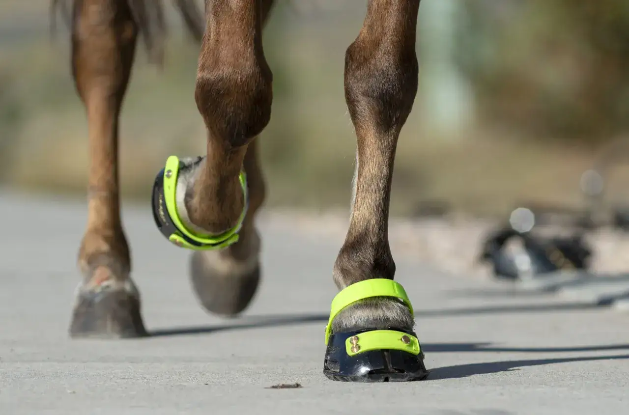 Koń w nowoczesnych, neonowych butach na kopyta. Gotowy na długą przejażdżkę.