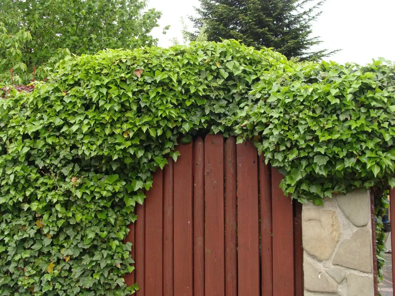Jaki bluszcz na ogrodzenie – wybierz idealny gatunek do swojego ogrodu