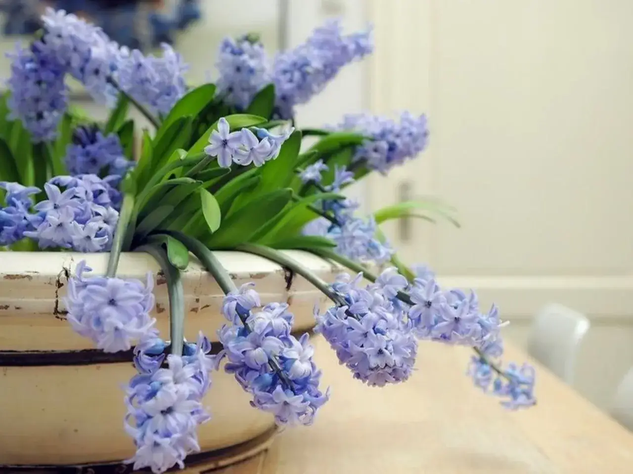 Piękne, fioletowe hiacynty w ozdobnej donicy. Dowiedz się, jak sadzić hiacynty w doniczce, by cieszyć się ich wiosennym zapachem.