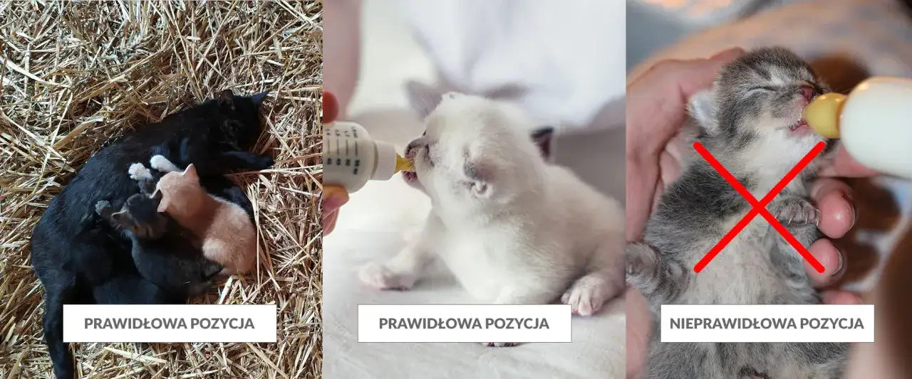 Dlaczego kotka nie chce karmić kociąt? Odkryj przyczyny i rozwiązania