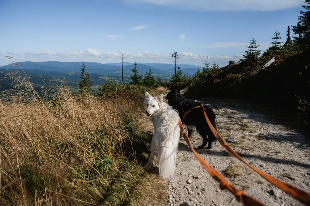 Gdzie w góry? Znajdź idealne pasmo dla siebie i zaplanuj wyprawę!
