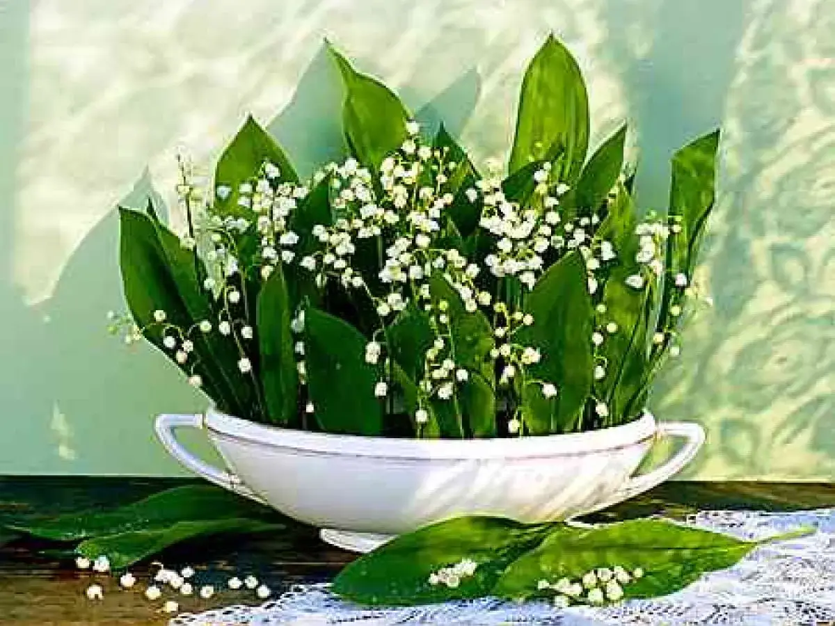 Kiedy jest sezon na konwalie? Odkryj czas ich pięknego kwitnienia