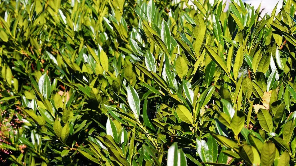 Czy laurowiśnia jest trująca dla psa? Poznaj objawy zatrucia i zagrożenia