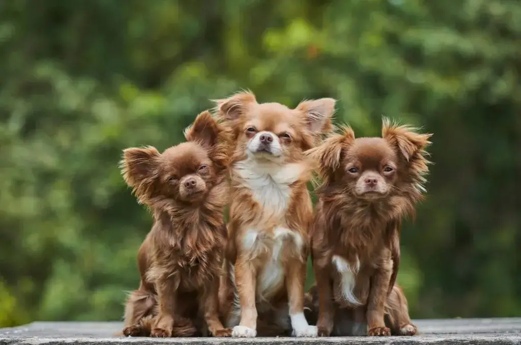 Czy chihuahua gubi sierść? Oto co musisz wiedzieć o linieniu