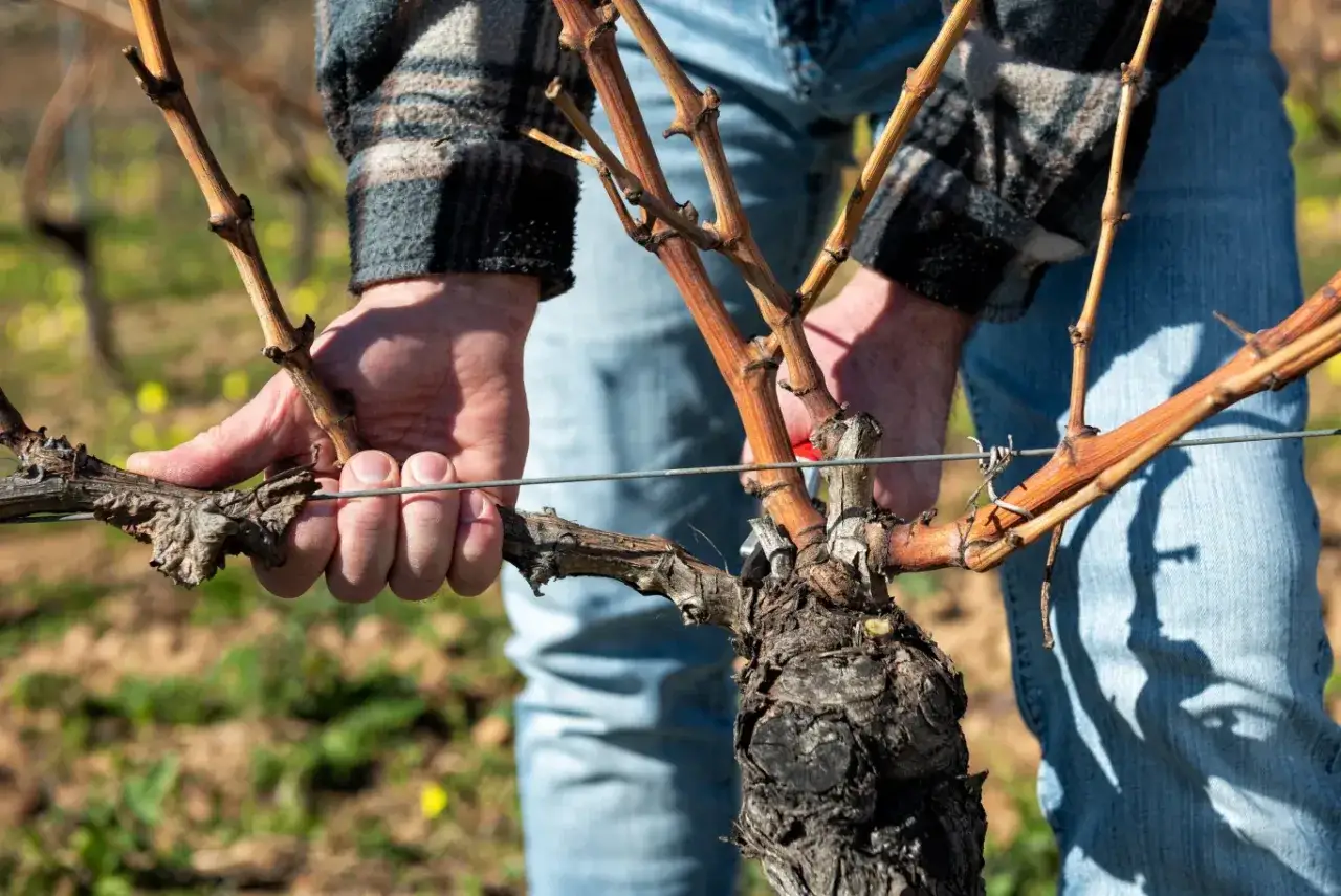 Przycinanie winorośli: Kiedy i jak ciąć dla obfitych plonów?