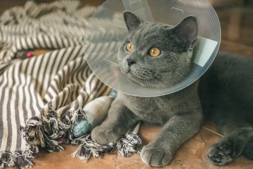 Czy kotka po sterylizacji ma ruję? Odkryj zaskakujące powody