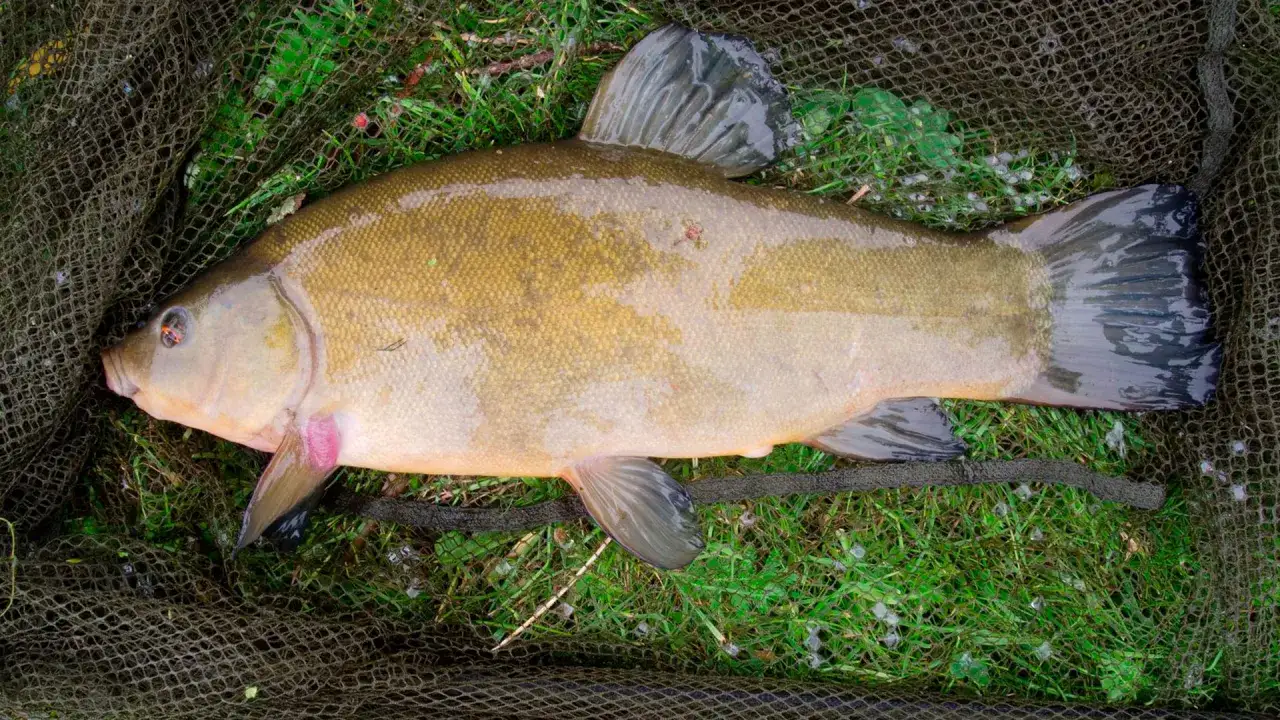 Oto piękny lin, złowiony na haczyk. Idealny okaz na obiad, jeśli wiesz, na co złowić lina.