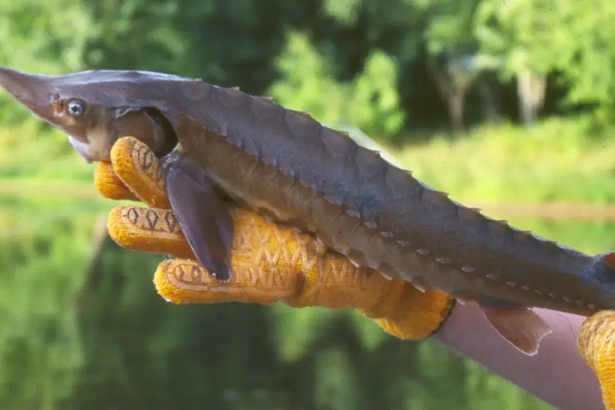 Jesiotr trzymany w rękawicy, gotowy jako zanęta na jesiotra.