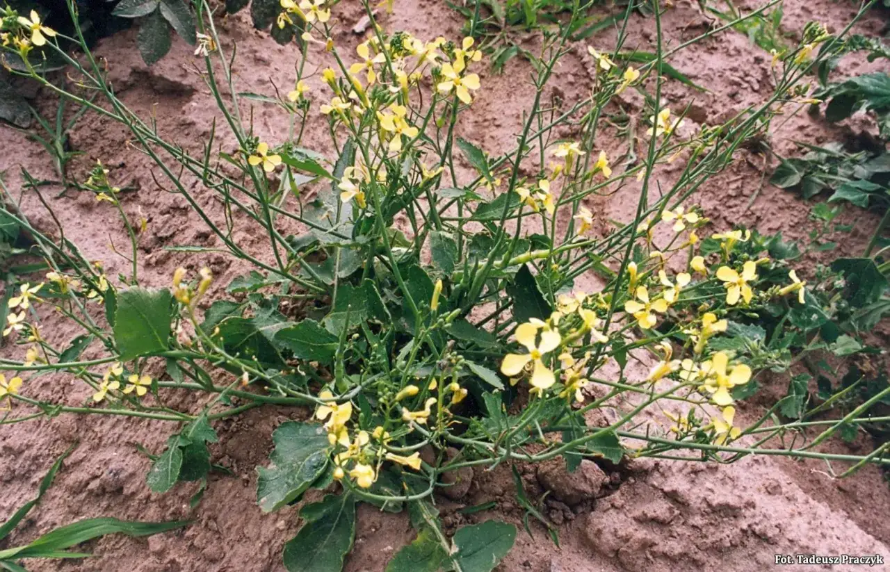 Rzodkiew świrzepa: jak rozpoznać i skutecznie zwalczyć chwast?