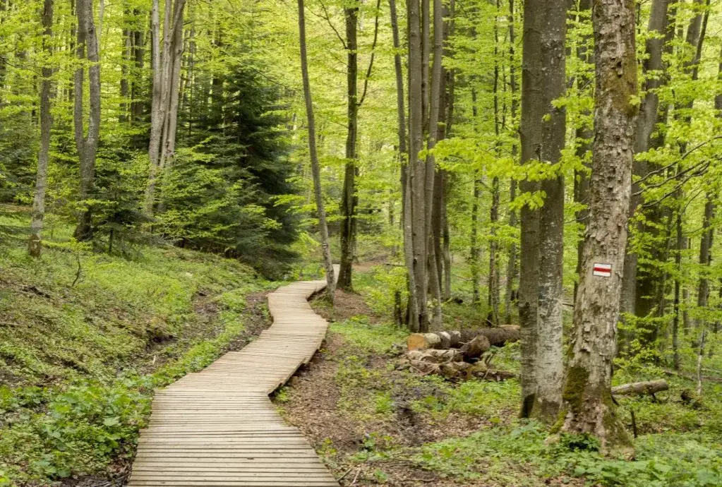 Szlak na Tarnicę: Wołosate vs Ustrzyki Górne wybierz idealny!