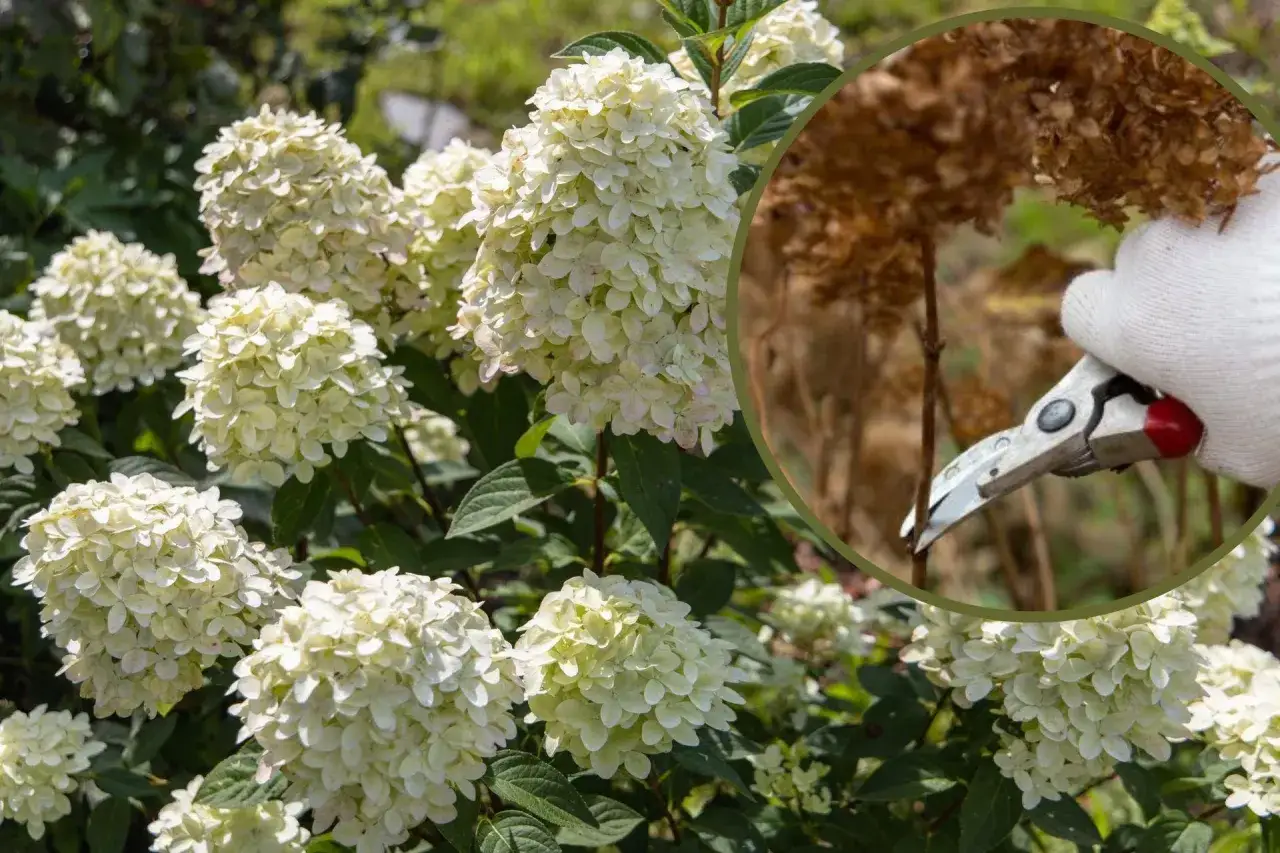 Kiedy i jak przycinać hortensje? Widać białe kwiaty i rękę w rękawiczce z sekatorem, gotową do cięcia uschniętych pędów.