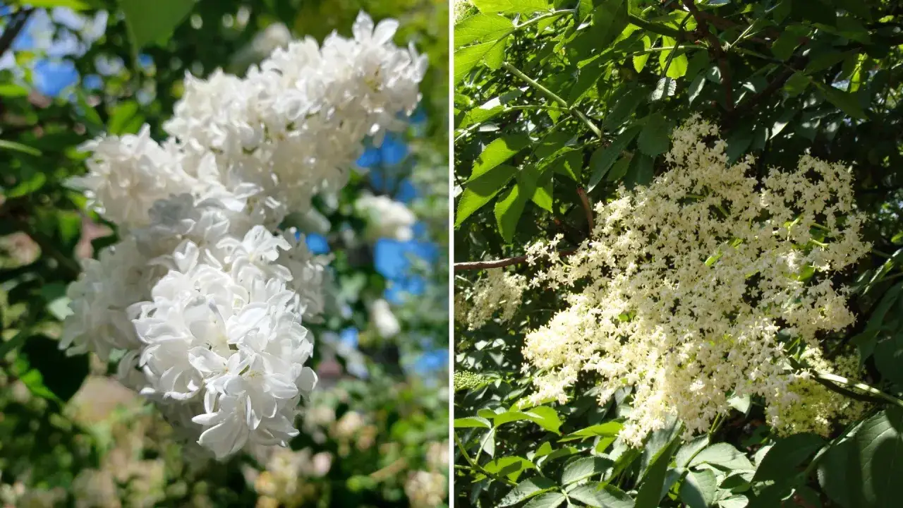 Białe, puszyste kwiaty bzu na tle zieleni i błękitu. Po prawej stronie widać gęste baldachy drobnych, kremowych kwiatów bzu.