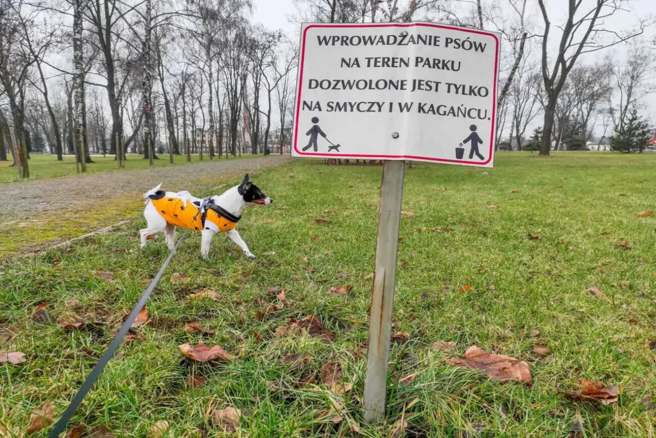 Czy pies może sikać na trawniku? Sprawdź skutki i zasady.