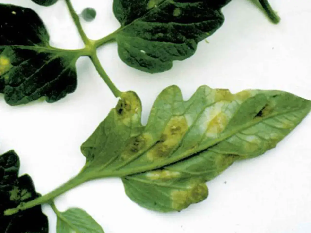 Liście pomidora z widocznymi objawami brunatnej plamistości. Żółtawe przebarwienia i nekrozy na liściach świadczą o chorobie.