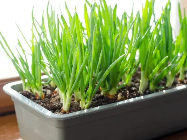 Jak sadzić szczypiorek na balkonie – proste metody i porady