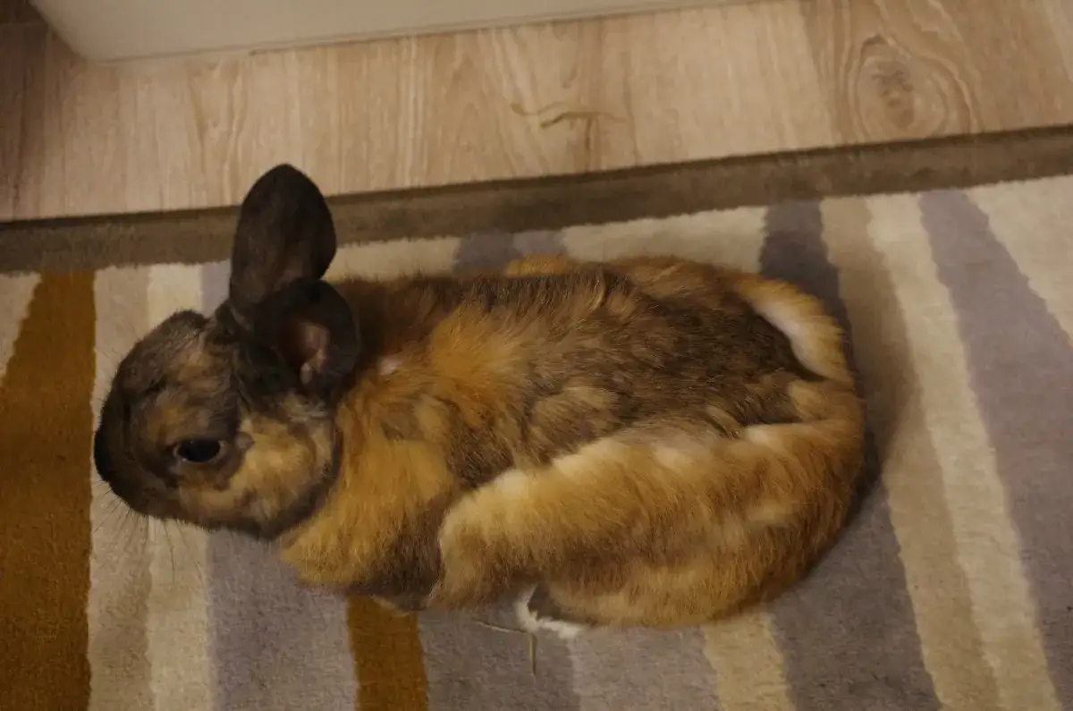 Dlaczego królik gubi sierść? Przyczyny i objawy, które musisz znać