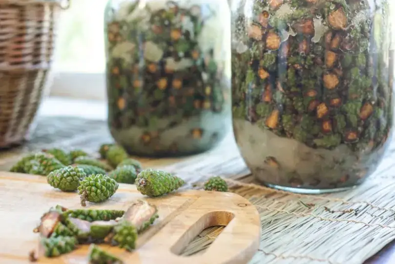 Nalewka z szyszek sosny: Na co pomaga? Właściwości i przepis