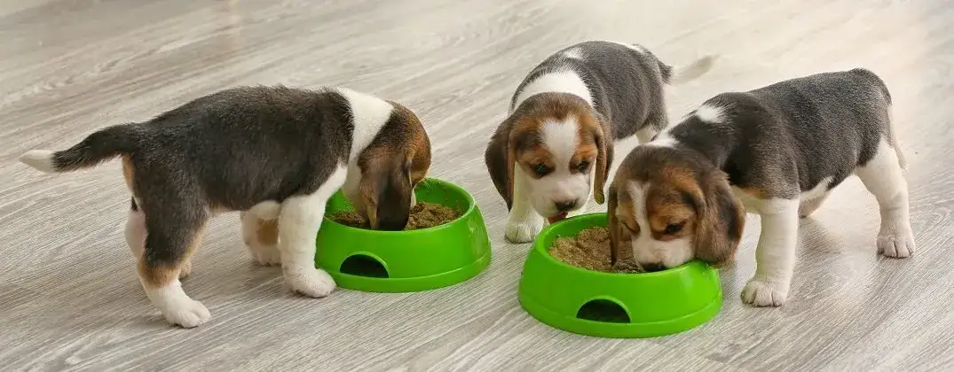 Jak karmić szczeniaka? Uniknij błędów, zapewnij zdrowie!