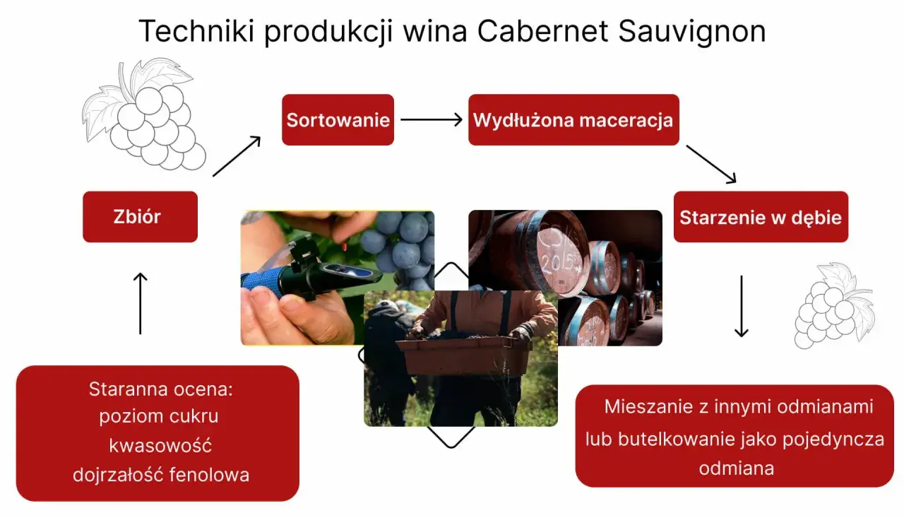 Cabernet Sauvignon: Król win? Poznaj smak, sekrety i pairing!