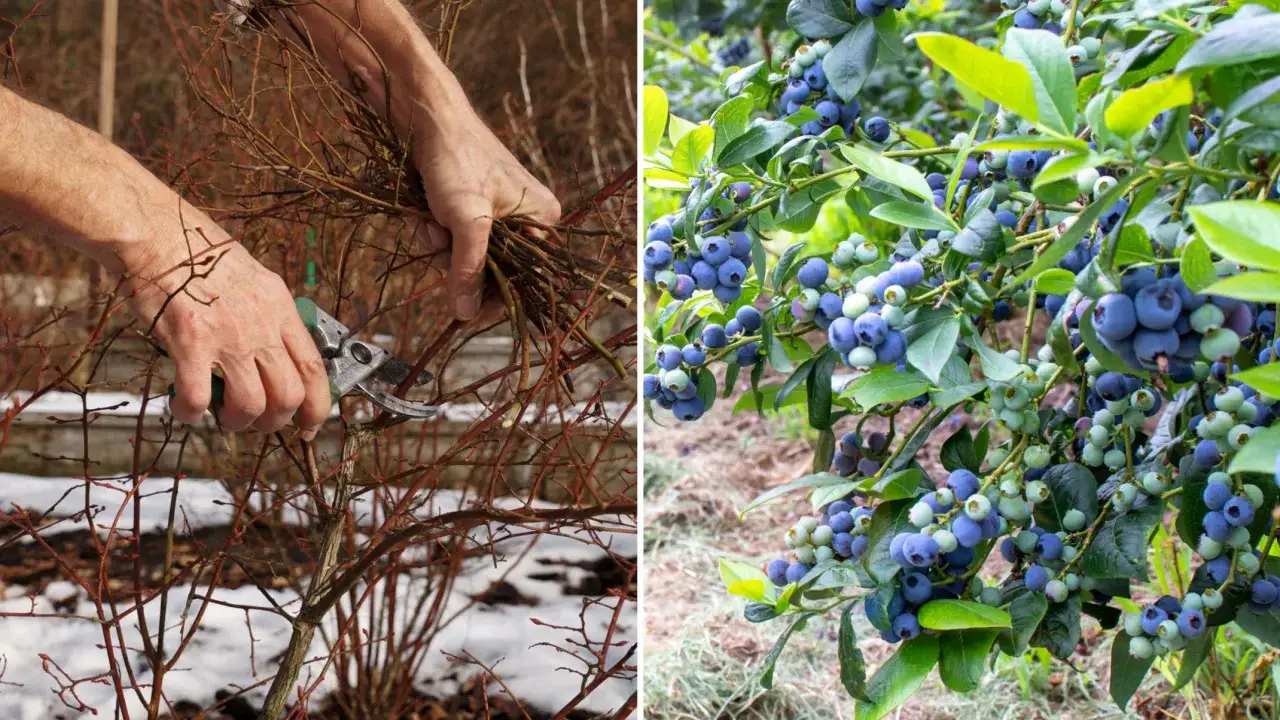Przycinanie borówki: Kiedy i jak ciąć? Obfite plony krok po kroku