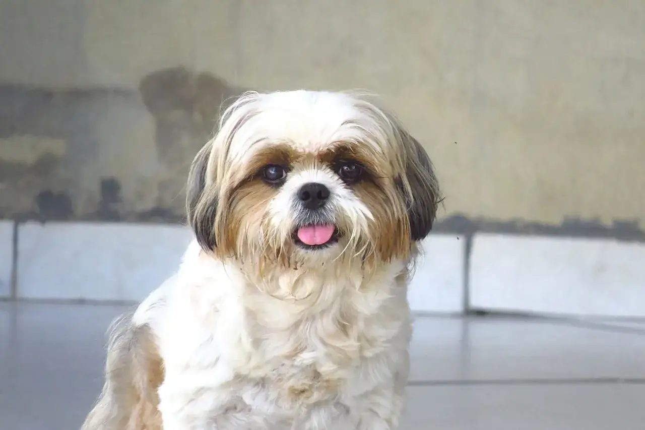 Czy shih tzu uczula? Odkryj prawdę o alergiach na psy