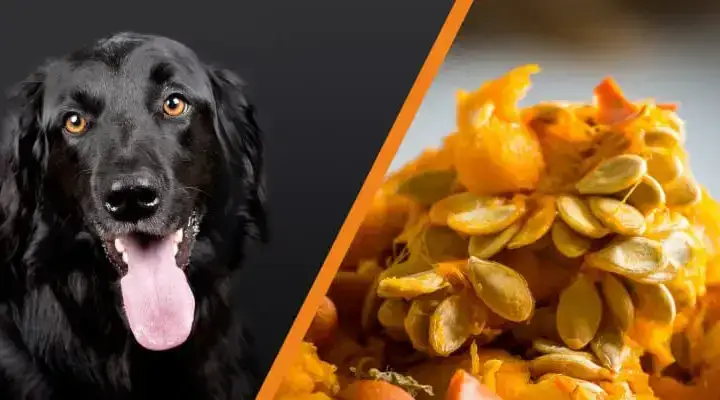 Czy pies może jeść pestki dyni? Bezpieczne przygotowanie i korzyści