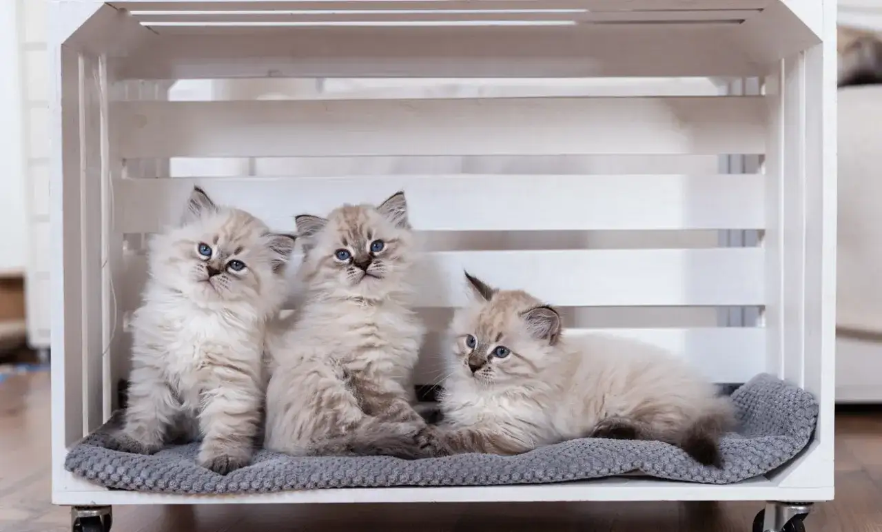 Ile kosztuje mały kotek? Poznaj ceny i ukryte wydatki na kota