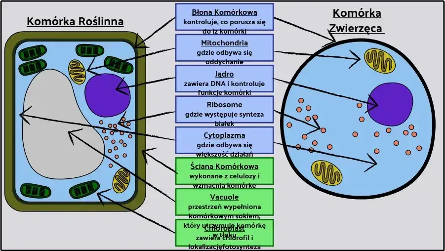 Jak wygląda komórka roślinna? Poznaj jej niezwykłą budowę i funkcje