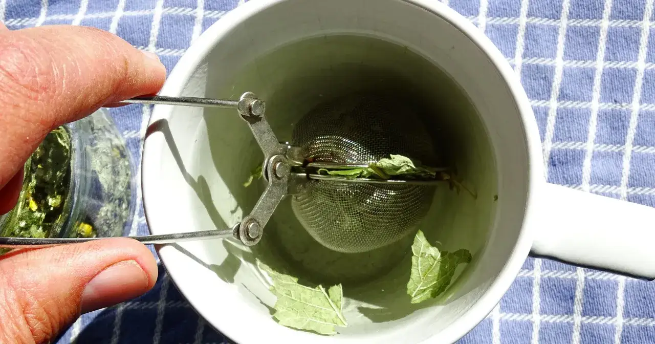 Ręka wkłada zaparzacz z miętą do kubka z wodą. Zastanawiasz się, ile mięty można pić dziennie?